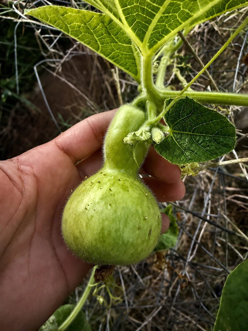Calabaza verde todavía en la planta