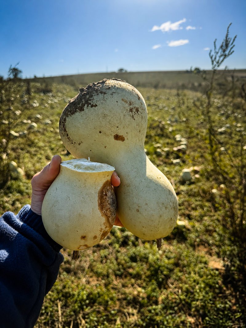 Calabaza madura y sana, recién levantada del campo