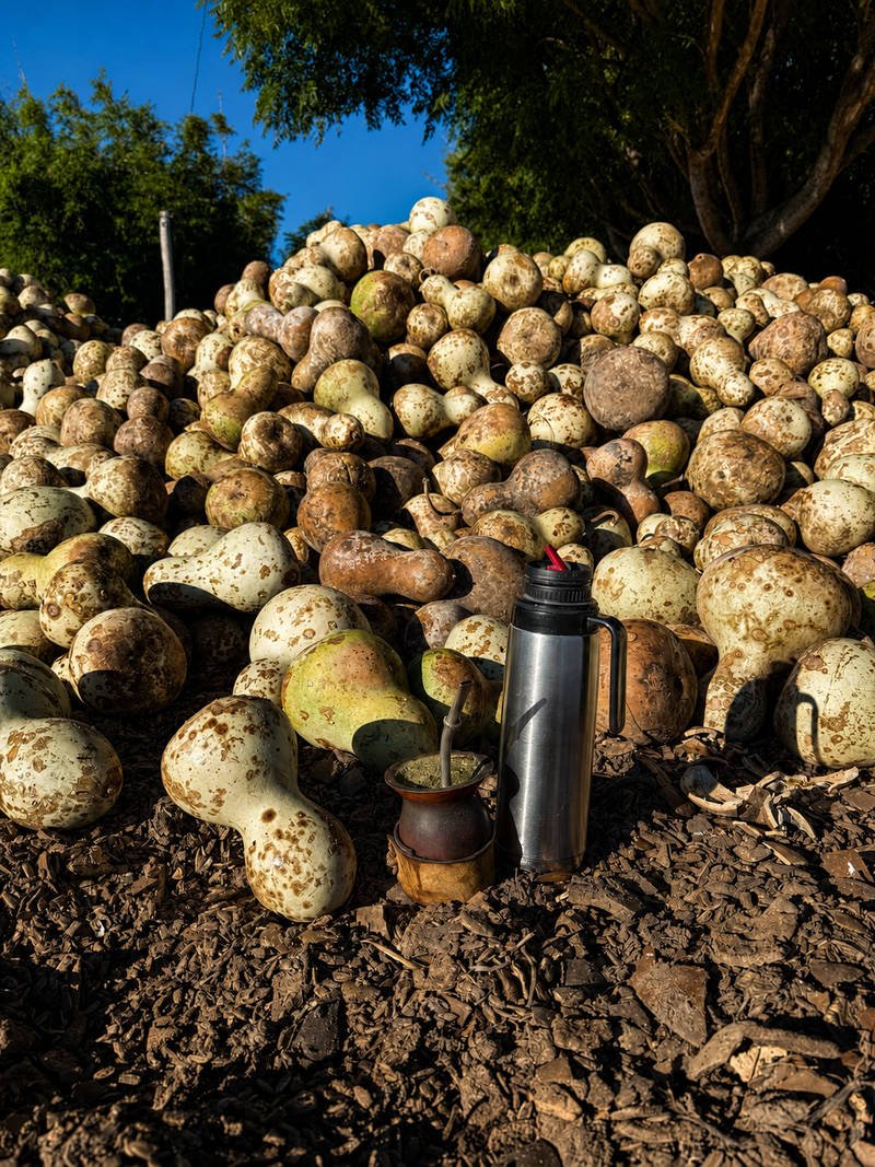 Montón de calabazas cosechadas, con un mate y un termo prontos