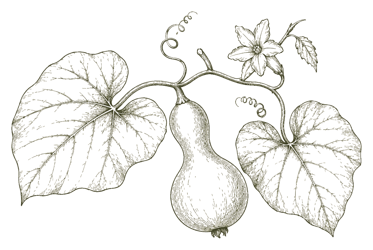 Cultivo del porongo